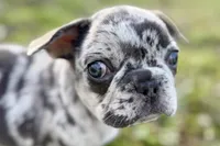 Jiggy, a male French Bulldog for sale in Sturgis, MI – Photo 5 of 8