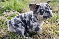 Jiggy, a male French Bulldog for sale in Sturgis, MI – Photo 2 of 8