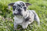 Jiggy, a male French Bulldog for sale in Sturgis, MI – Photo 4 of 8