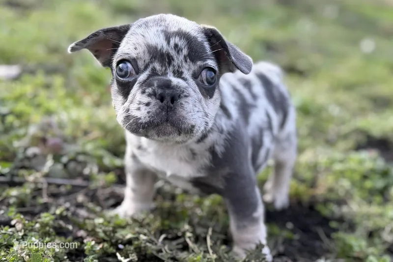 Jiggy – French Bulldog puppy for sale in Sturgis, MI