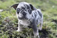 Jiggy, a male French Bulldog for sale in Sturgis, MI – Photo 1 of 8