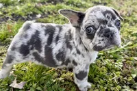 Jiggy, a male French Bulldog for sale in Sturgis, MI – Photo 8 of 8