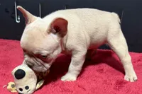 Leo, a  French Bulldog for sale in Sturgis, MI – 4 of 10
