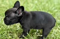 Clover, a female French Bulldog for sale in Sturgis, MI – 3 of 9