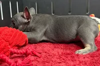 Xia , a female French Bulldog for sale in Sturgis, MI – 6 of 10