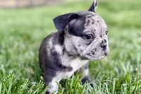 Ginger, a female French Bulldog for sale in Sturgis, MI – 9 of 10
