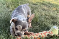 Kirby, a male French Bulldog for sale in Sturgis, MI – 8 of 10