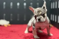 Zero, a female French Bulldog for sale in Sturgis, MI – 4 of 10