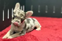 Zero, a female French Bulldog for sale in Sturgis, MI – 9 of 10