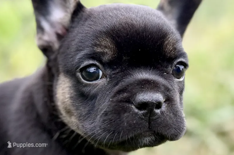 Cupcake – French Bulldog puppy for sale in Sturgis, MI