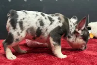 Zina , a female French Bulldog for sale in Sturgis, MI – 6 of 8