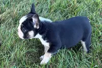 Cookie, a female French Bulldog for sale in Sturgis, MI – 6 of 9