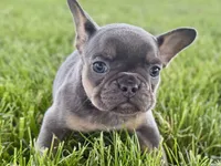 Bonnie, a female French Bulldog for sale in Sturgis, MI – 3 of 9
