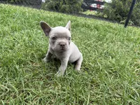 Colt, a male French Bulldog for sale in Sturgis, MI – 10 of 10