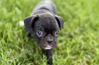Queenie, a female Frenchton for sale in Sturgis, MI – 8 of 9