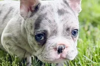 Gwen, a female French Bulldog for sale in Sturgis, MI – 8 of 10