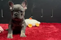 Xia , a female French Bulldog for sale in Sturgis, MI – 5 of 10