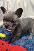 Blair, a female French Bulldog for sale in Sturgis, MI – Photo 6 of 10