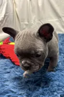 Blair, a female French Bulldog for sale in Sturgis, MI – Photo 8 of 10