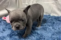 Blair, a female French Bulldog for sale in Sturgis, MI – Photo 2 of 10