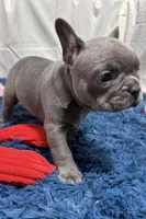 Blair, a female French Bulldog for sale in Sturgis, MI – Photo 10 of 10