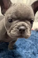 Blair, a female French Bulldog for sale in Sturgis, MI – Photo 7 of 10