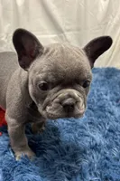 Blair, a female French Bulldog for sale in Sturgis, MI – Photo 1 of 10