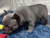 Blair, a female French Bulldog for sale in Sturgis, MI – Photo 4 of 10