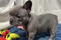 Blair, a female French Bulldog for sale in Sturgis, MI – Photo 5 of 10