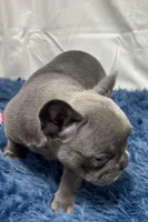 Blair, a female French Bulldog for sale in Sturgis, MI – Photo 3 of 10