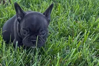 Pearl, a female French Bulldog for sale in Sturgis, MI – 3 of 7