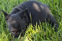 Pearl, a female French Bulldog for sale in Sturgis, MI – 6 of 7