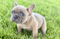 Blu, a male French Bulldog for sale in Sturgis, MI – 7 of 10