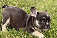 Marshall, a male French Bulldog for sale in Sturgis, MI – 4 of 10