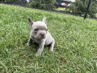 Colt, a male French Bulldog for sale in Sturgis, MI – 6 of 10