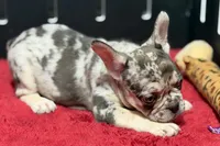 Zero, a female French Bulldog for sale in Sturgis, MI – 3 of 10