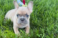 Peanut, a male French Bulldog for sale in Sturgis, MI – 7 of 10