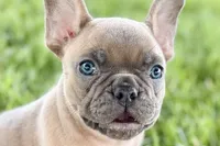 Blu, a male French Bulldog for sale in Sturgis, MI – 3 of 10