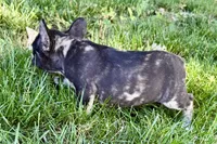 Ginger, a female French Bulldog for sale in Sturgis, MI – 7 of 8