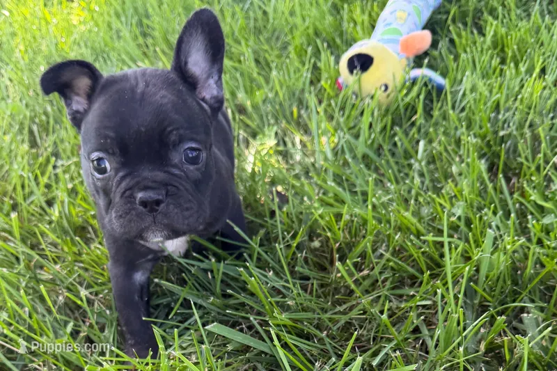 Paula  – French Bulldog puppy for sale in Sturgis, MI