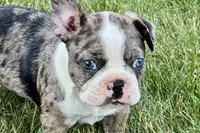 Rebel, a male Frenchton for sale in Sturgis, MI – 9 of 10