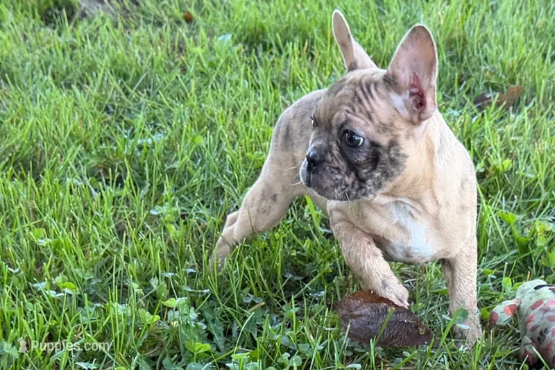 Velma  – Frenchton puppy for sale in Sturgis, MI