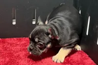 Zara , a male French Bulldog for sale in Sturgis, MI – 3 of 10