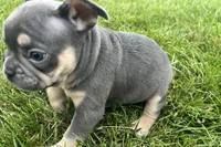 Echo, a male French Bulldog for sale in Sturgis, MI – 10 of 10
