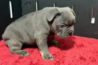 Lionel, a  French Bulldog for sale in Sturgis, MI – 8 of 10