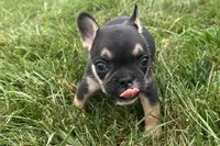 Franny  , a female French Bulldog for sale in Sturgis, MI – 4 of 10