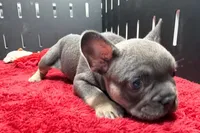 Xander, a male French Bulldog for sale in Sturgis, MI – 9 of 10