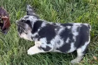 Calvin, a male French Bulldog for sale in Sturgis, MI – 2 of 9