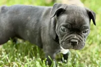 Remy , a male Frenchton for sale in Sturgis, MI – 8 of 10