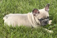 Usher, a male French Bulldog for sale in Sturgis, MI – 7 of 9